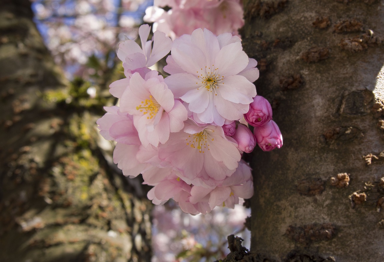 cherry blossoms pink spring free photo