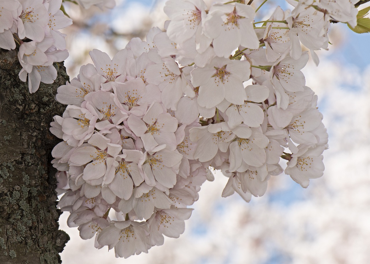 cherry blossoms flowering tree blossoms free photo