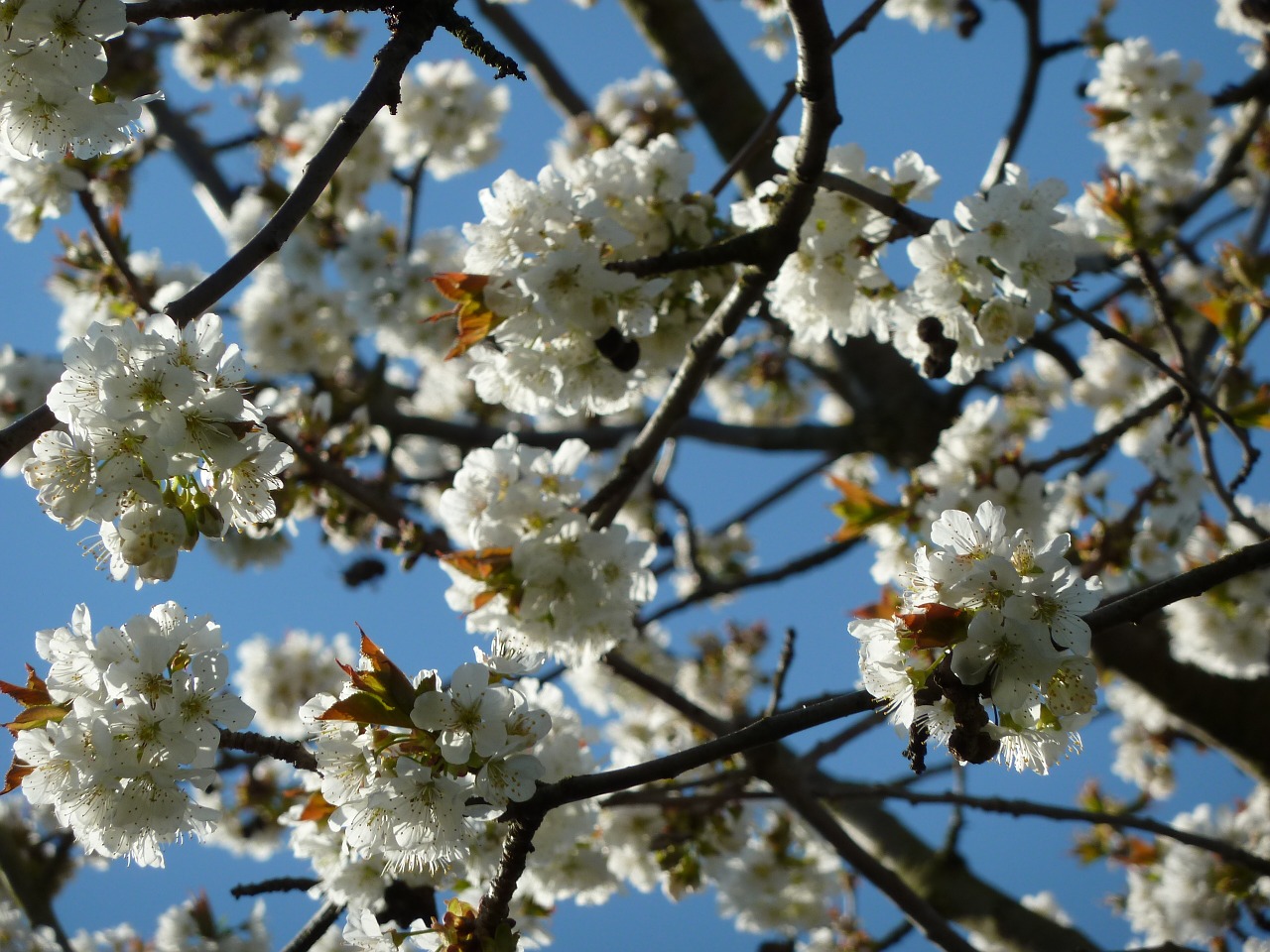 cherry blossoms tree gorgeous free photo