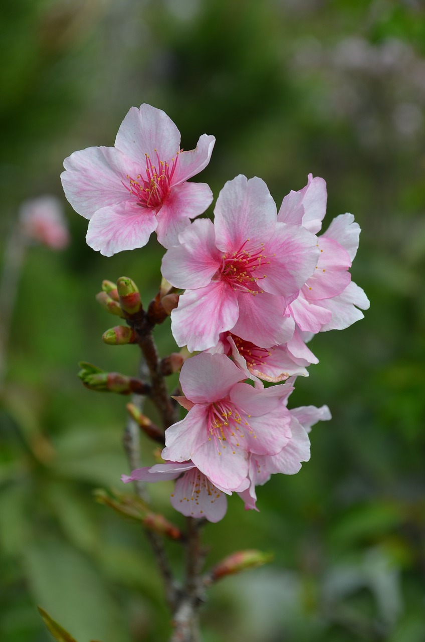 cherry blossoms flower flowers free photo