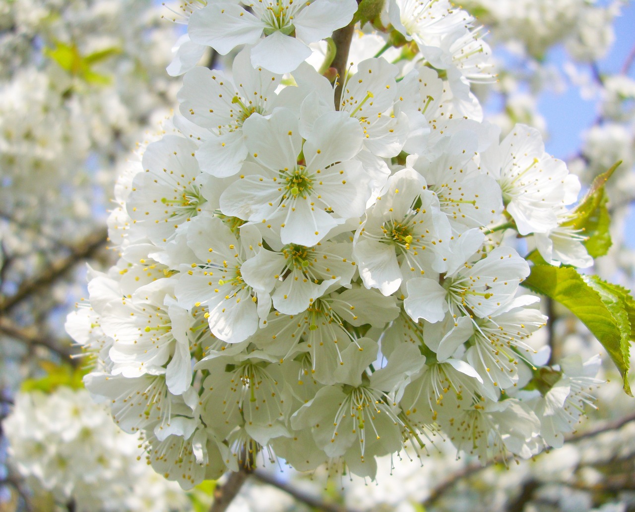 cherry blossoms nature spring free photo