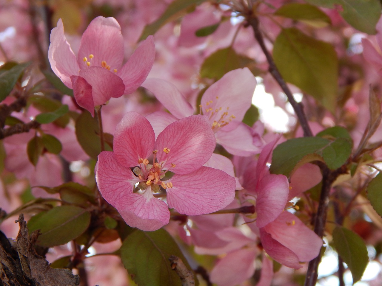 cherry blossoms pink flowers free photo