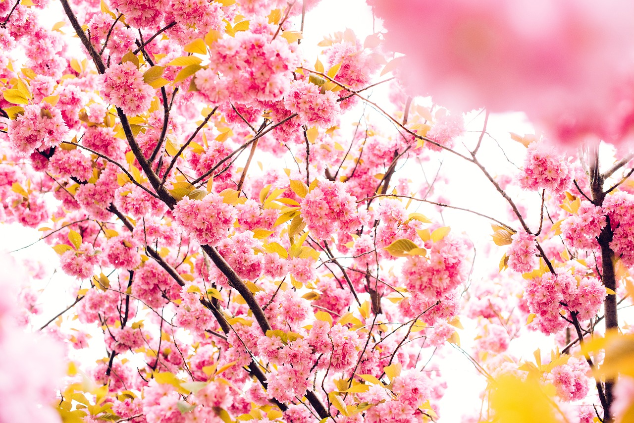 cherry blossoms tree pink free photo