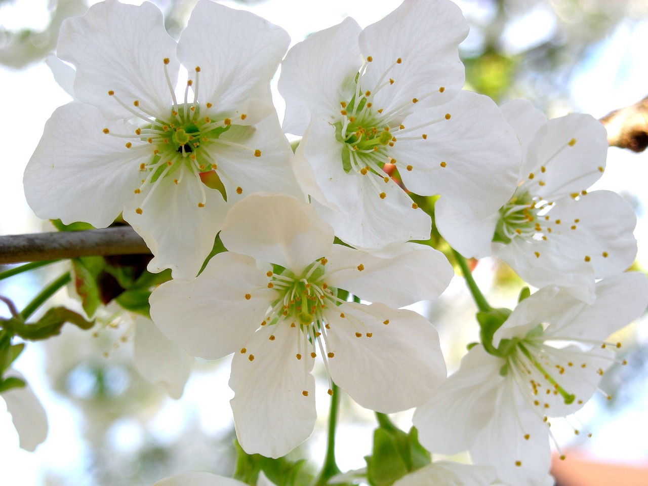 cherry blossoms garden cherry free photo