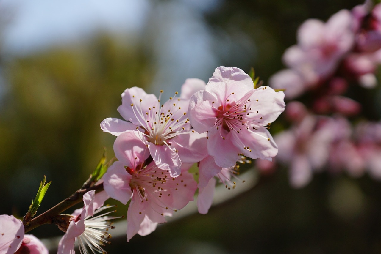 cherry blossoms flower pink free photo