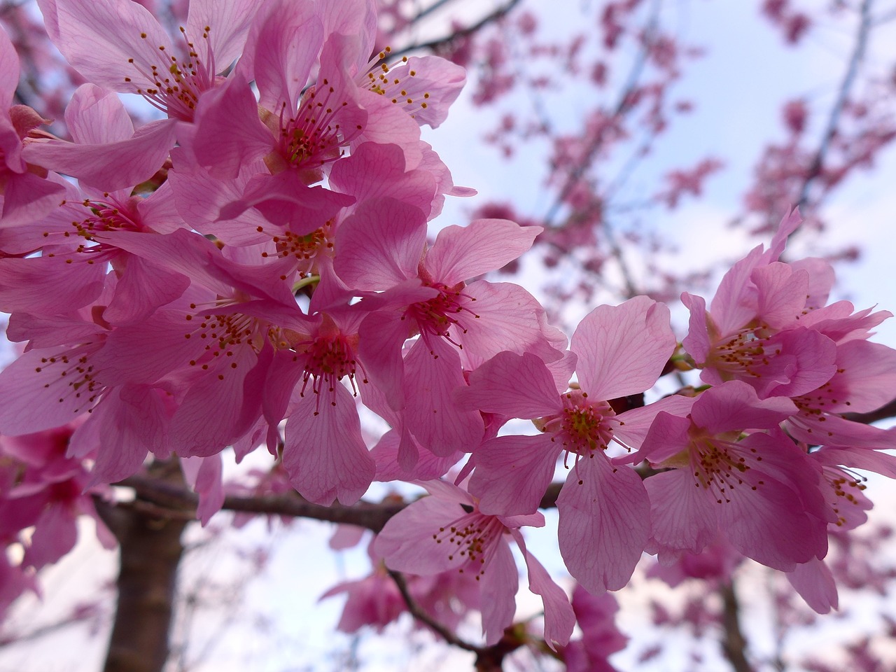 cherry blossoms great the year february free photo