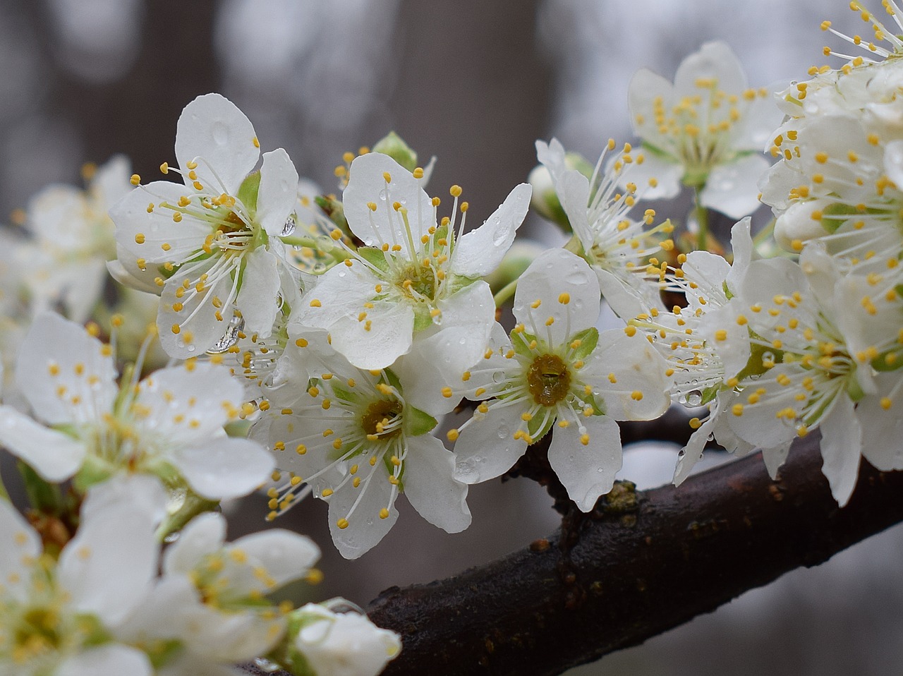 cherry blossoms in the rain rain raindrops free photo