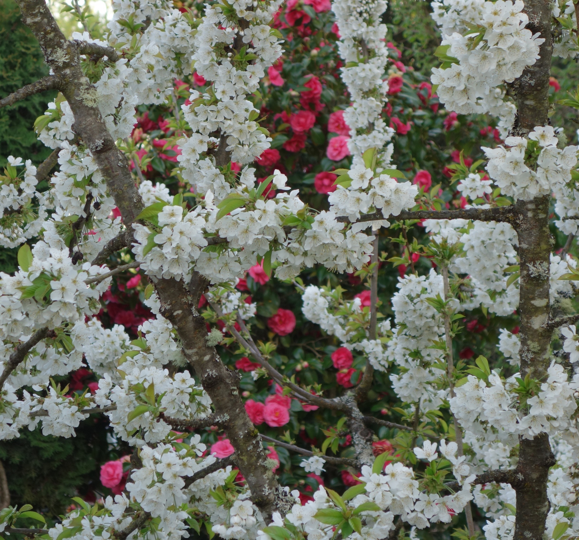 flowers cherry tree free photo