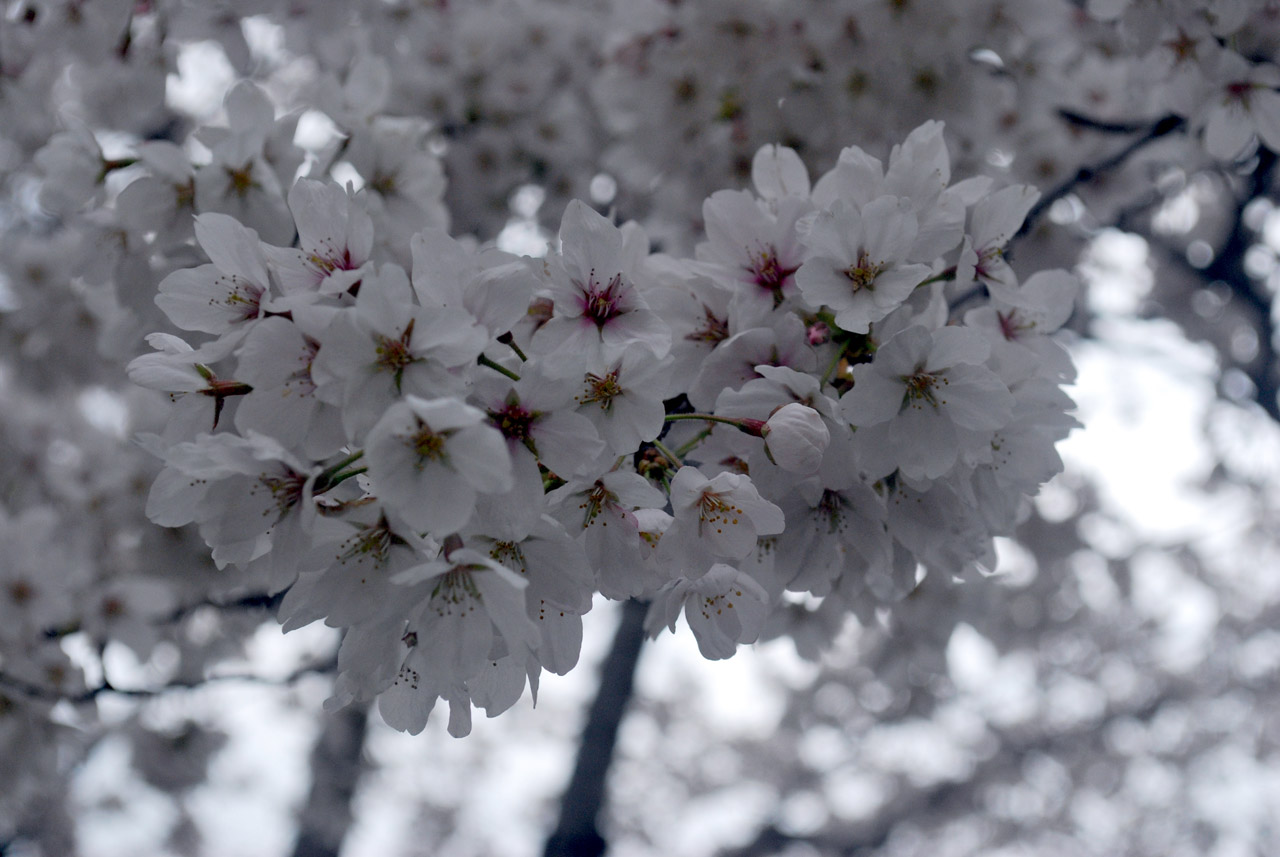 tree cherry blossom free photo