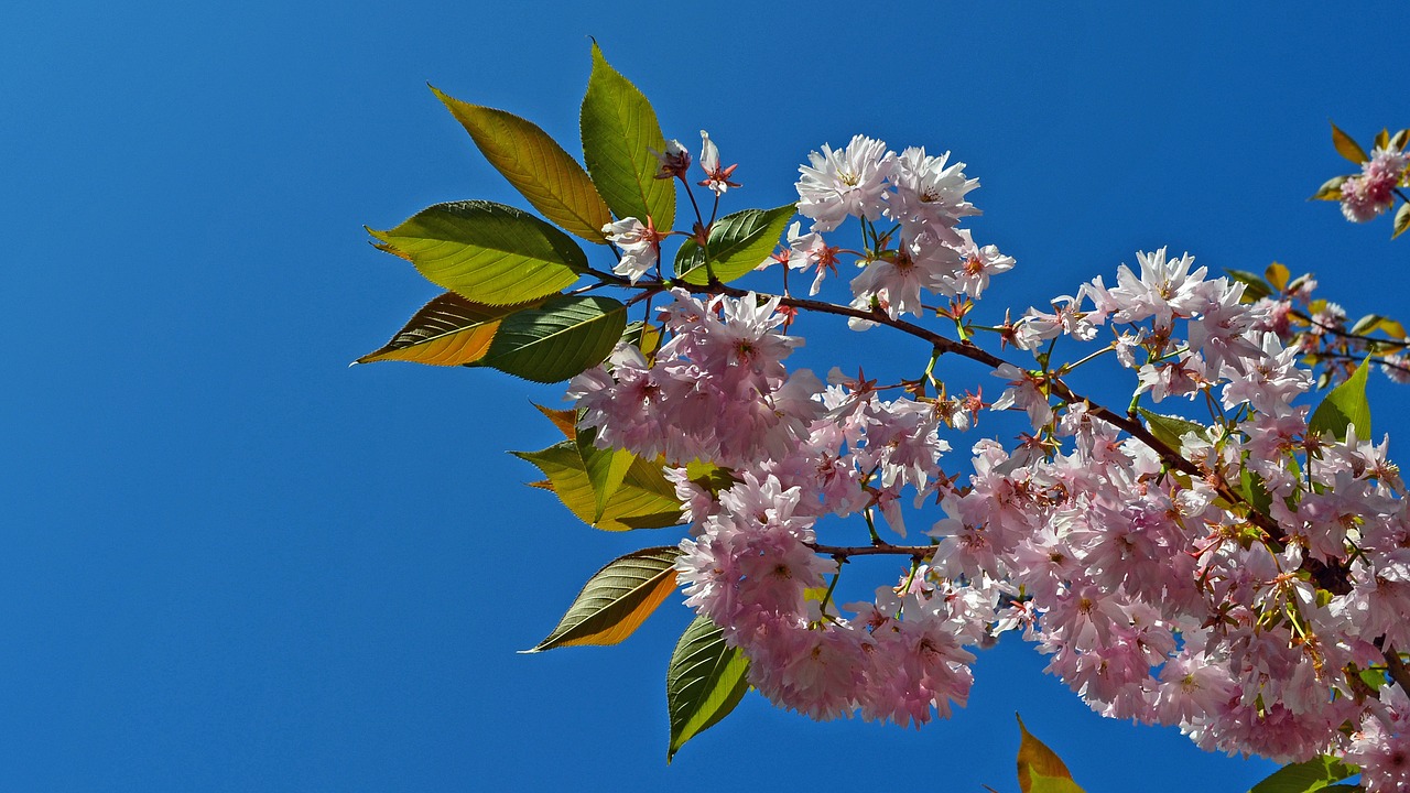japanese cherry trees cherry branch spring free photo