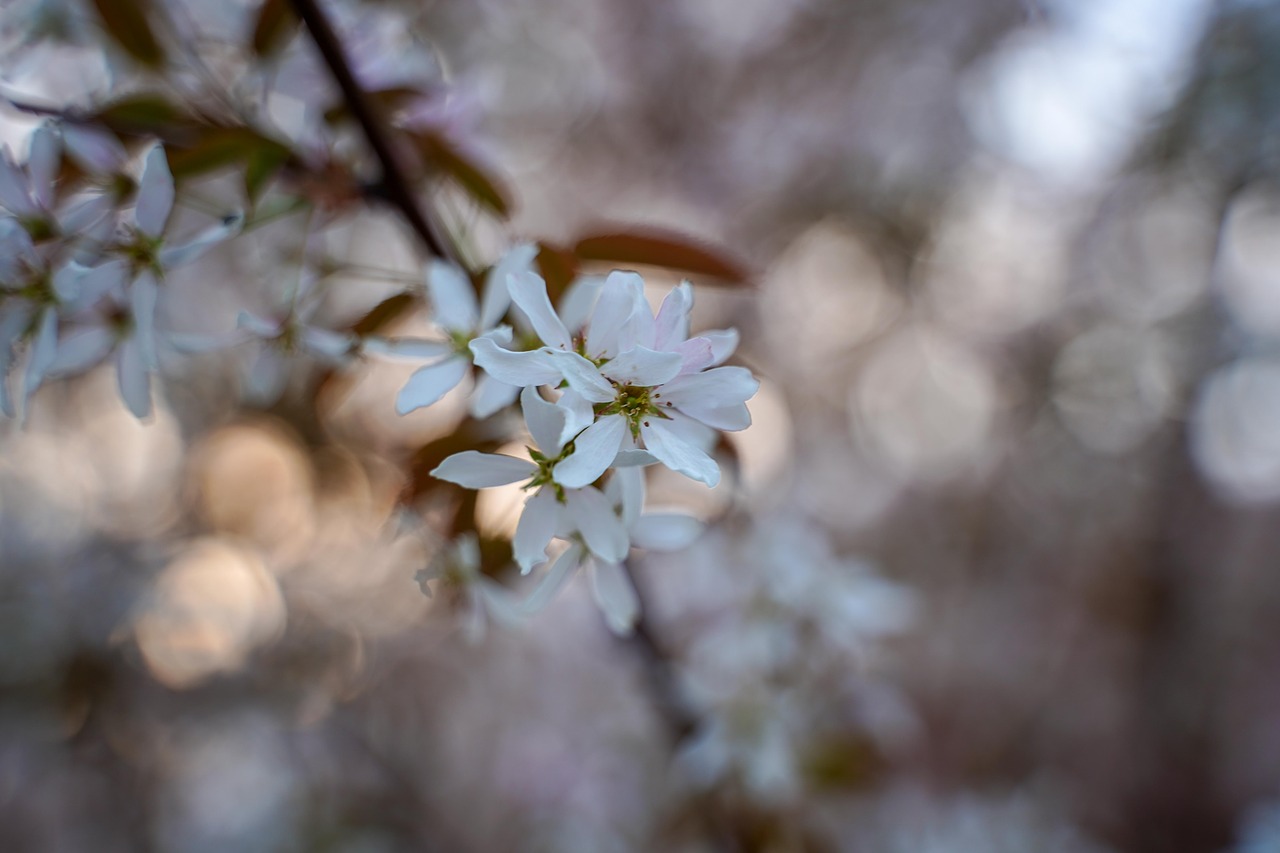 cherry branch  branch  flowers free photo