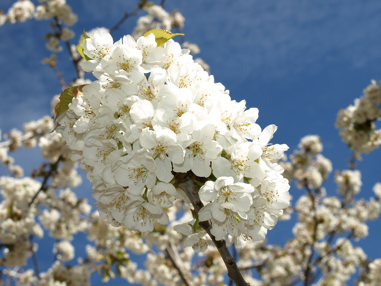 cherry branches flower white free photo