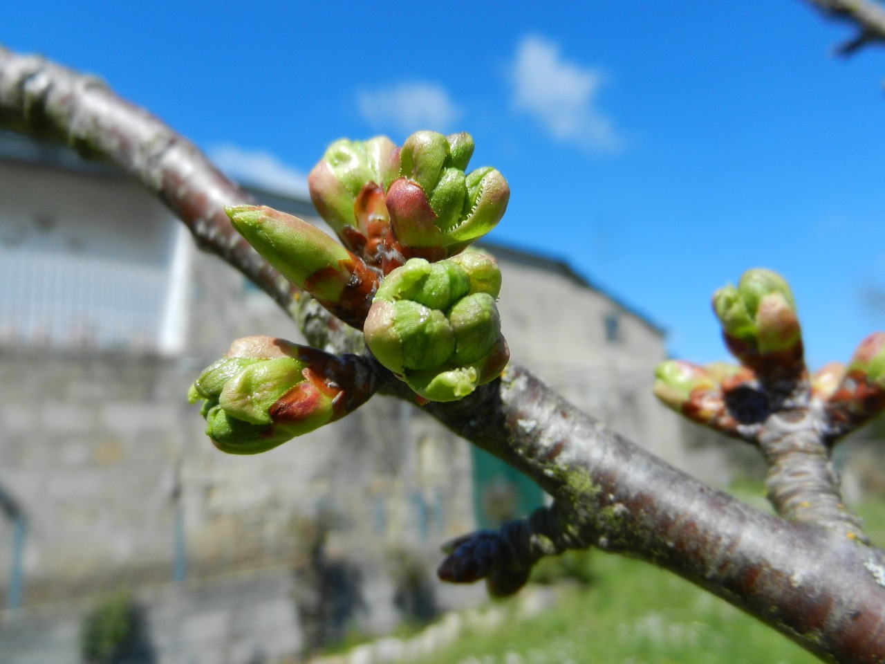 cherry buds spring garden free photo