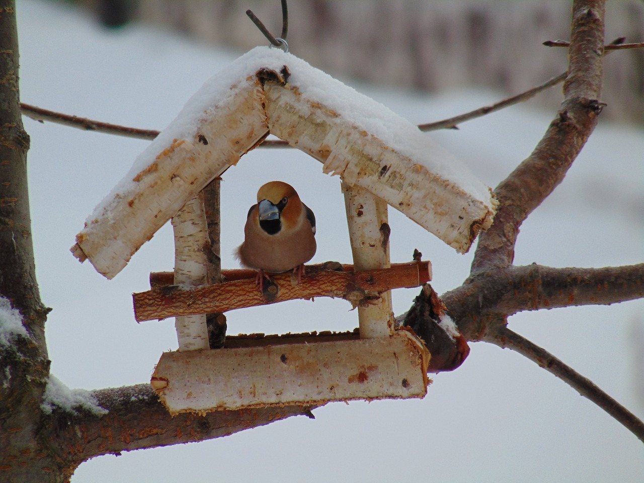 cherry cutter  outdoors  nature free photo