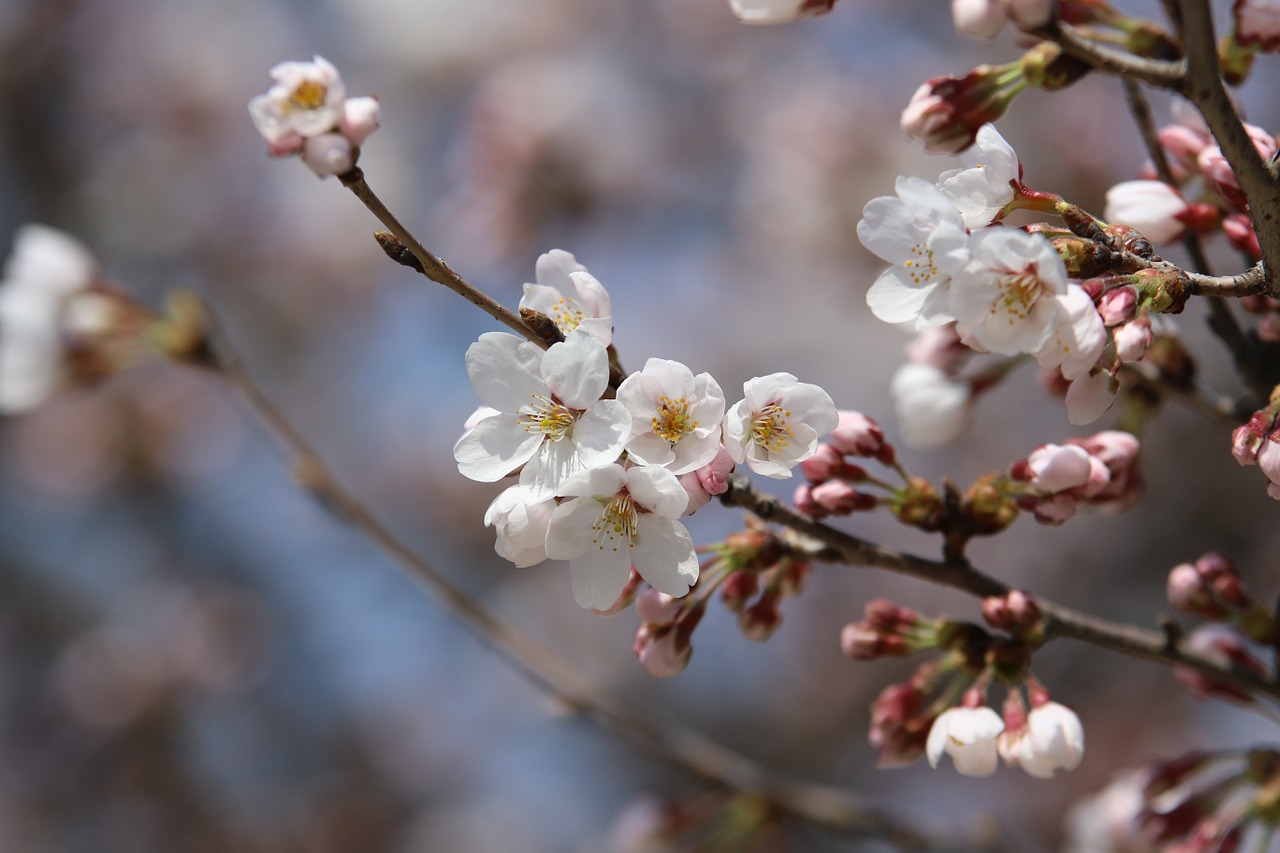 spring nature spring flowers free photo