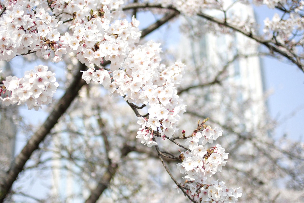 cherry flowers cherry blossoms tree nature free photo