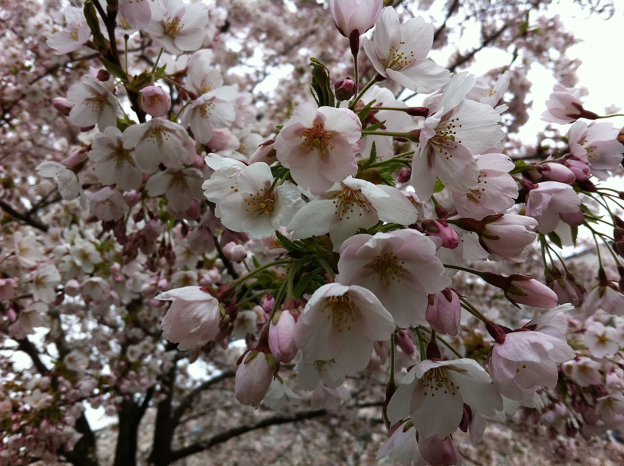 cherry flowers spring flower free photo