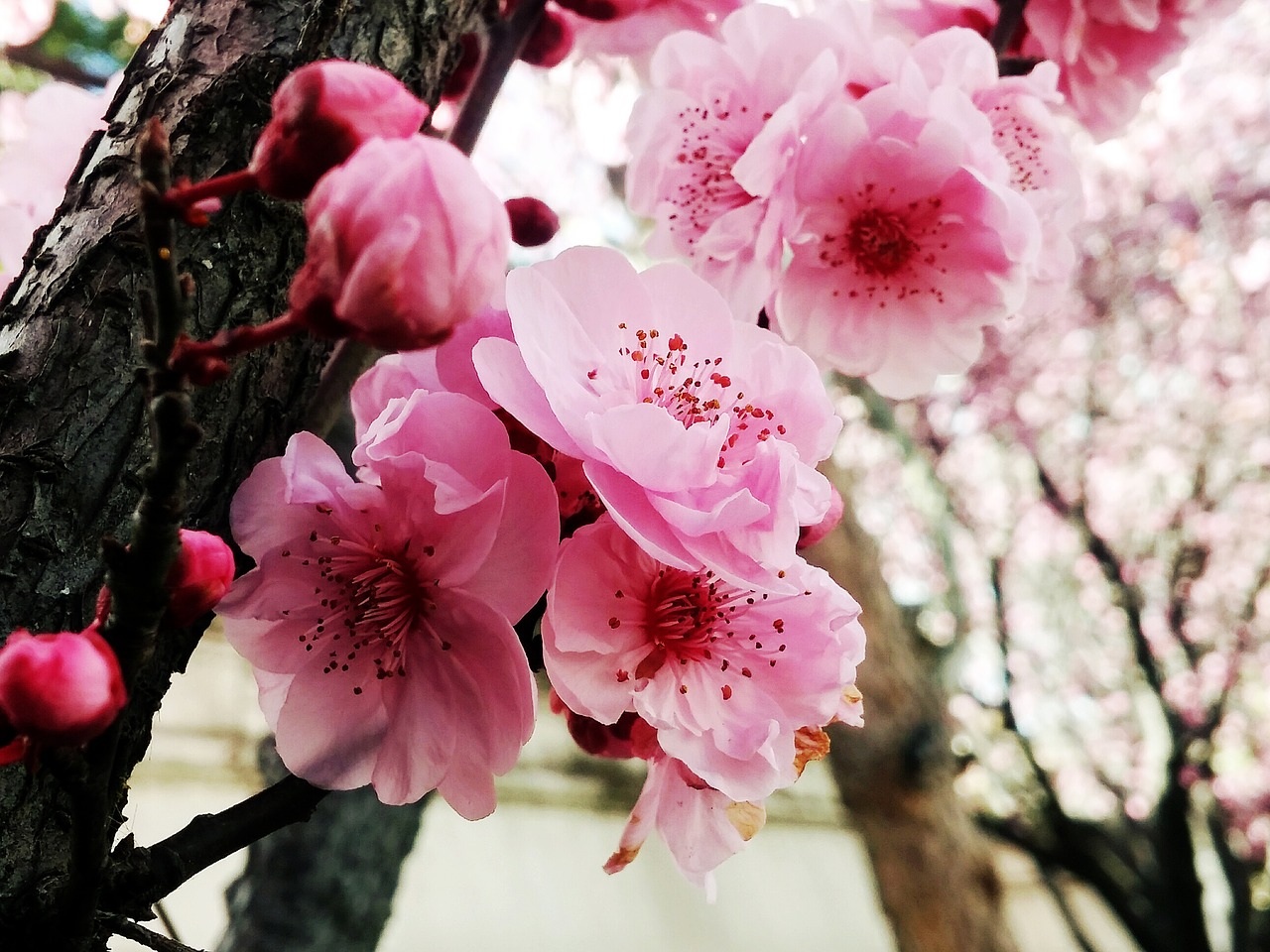 cherry flowers pink spring free photo