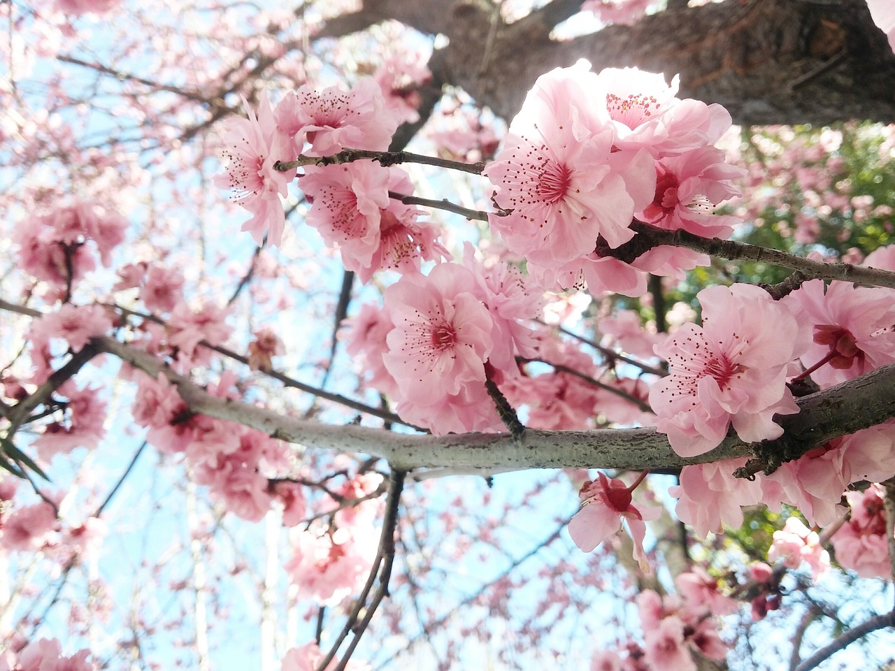 cherry flowers blooming spring free photo