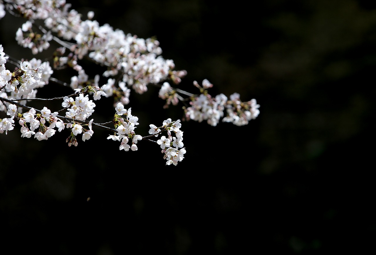 cherry flowers white flowers free pictures free photo