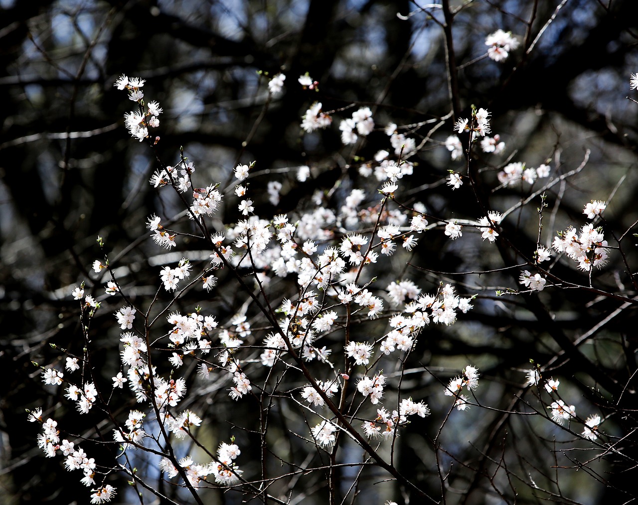 cherry flowers white white flowers free photo