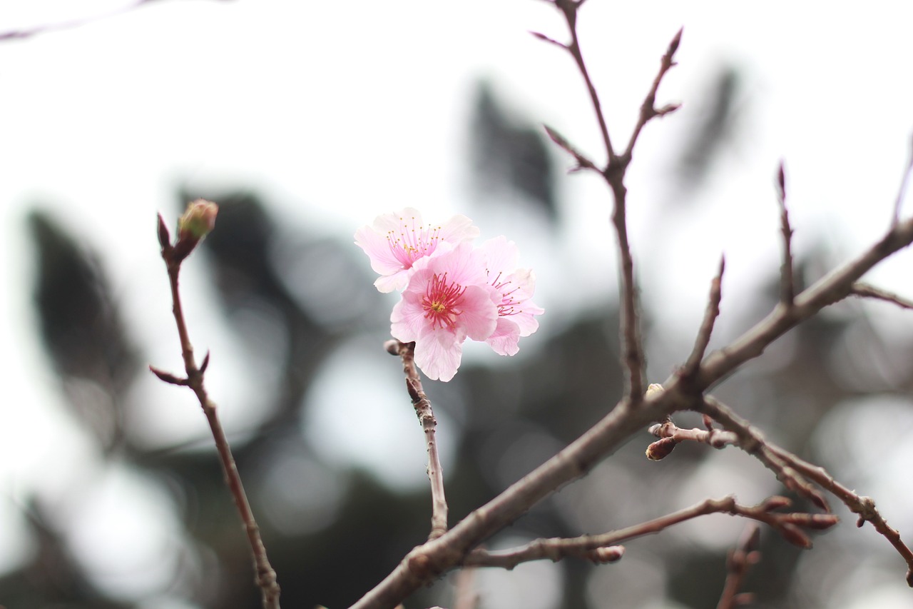 cherry flowers training natural free photo