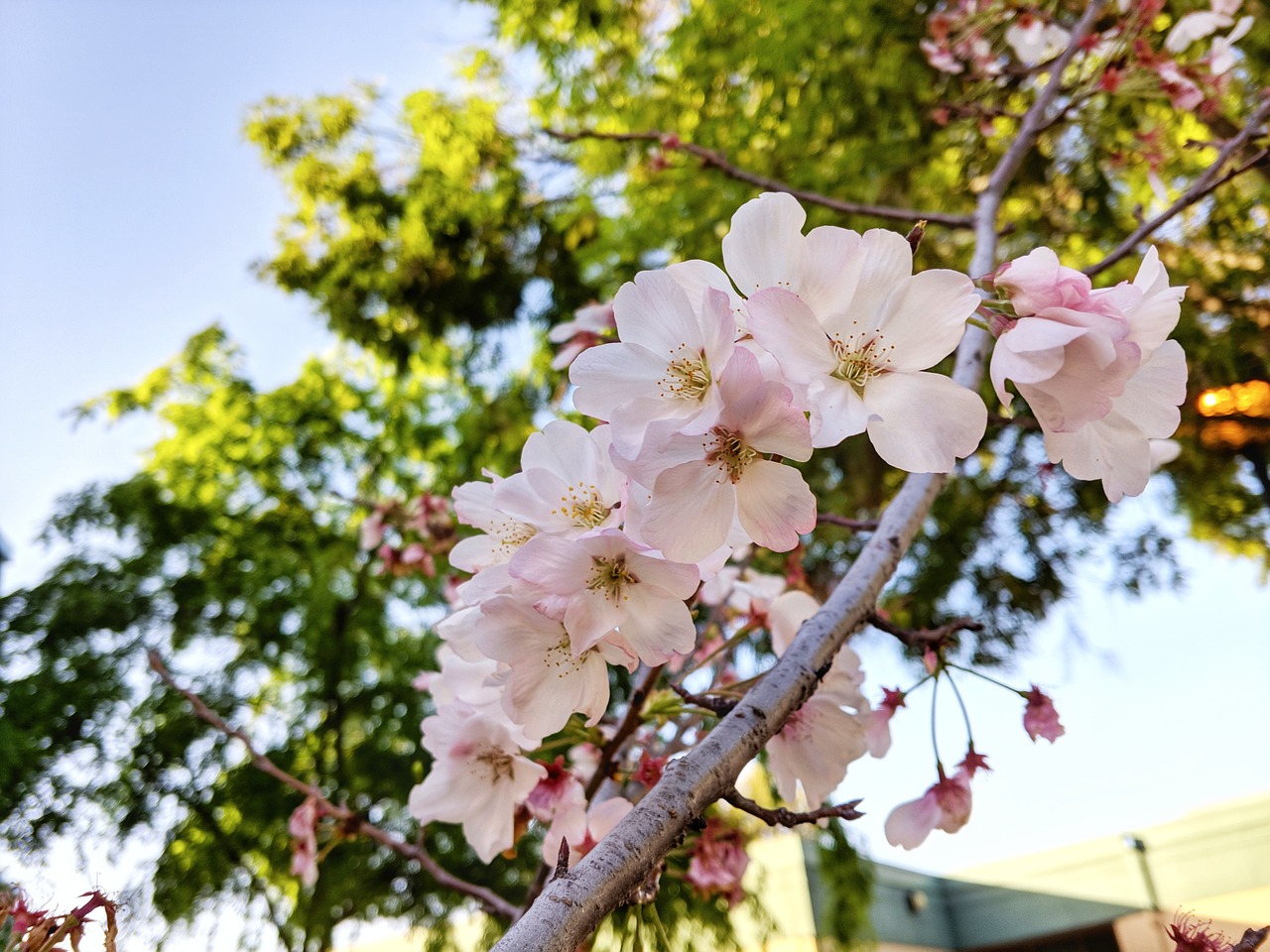 cherry flowers  spring free pictures free photo