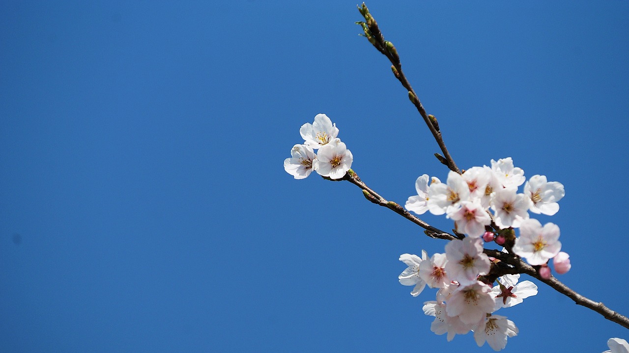 cherry flowers  flowers  spring free photo