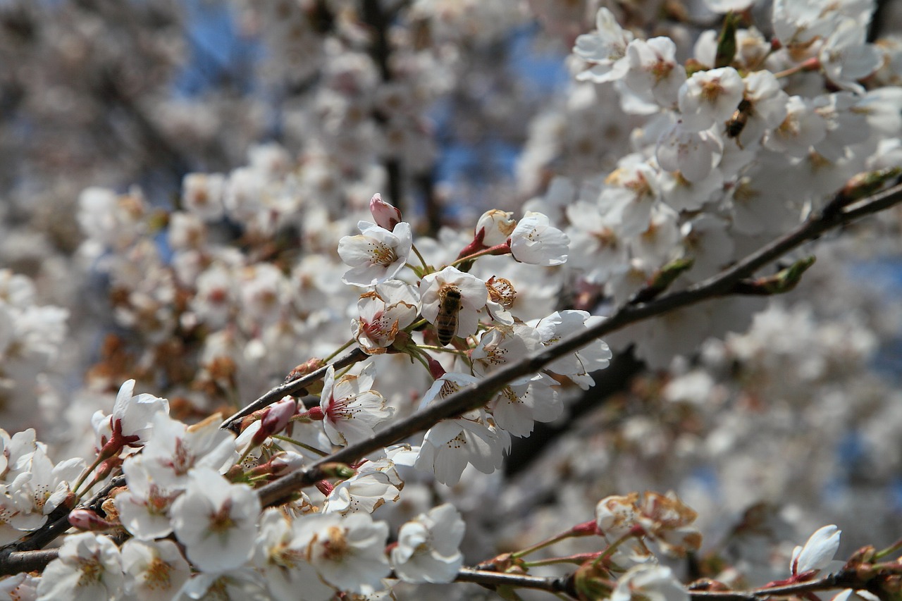 cherry flowers spring flowers april free photo