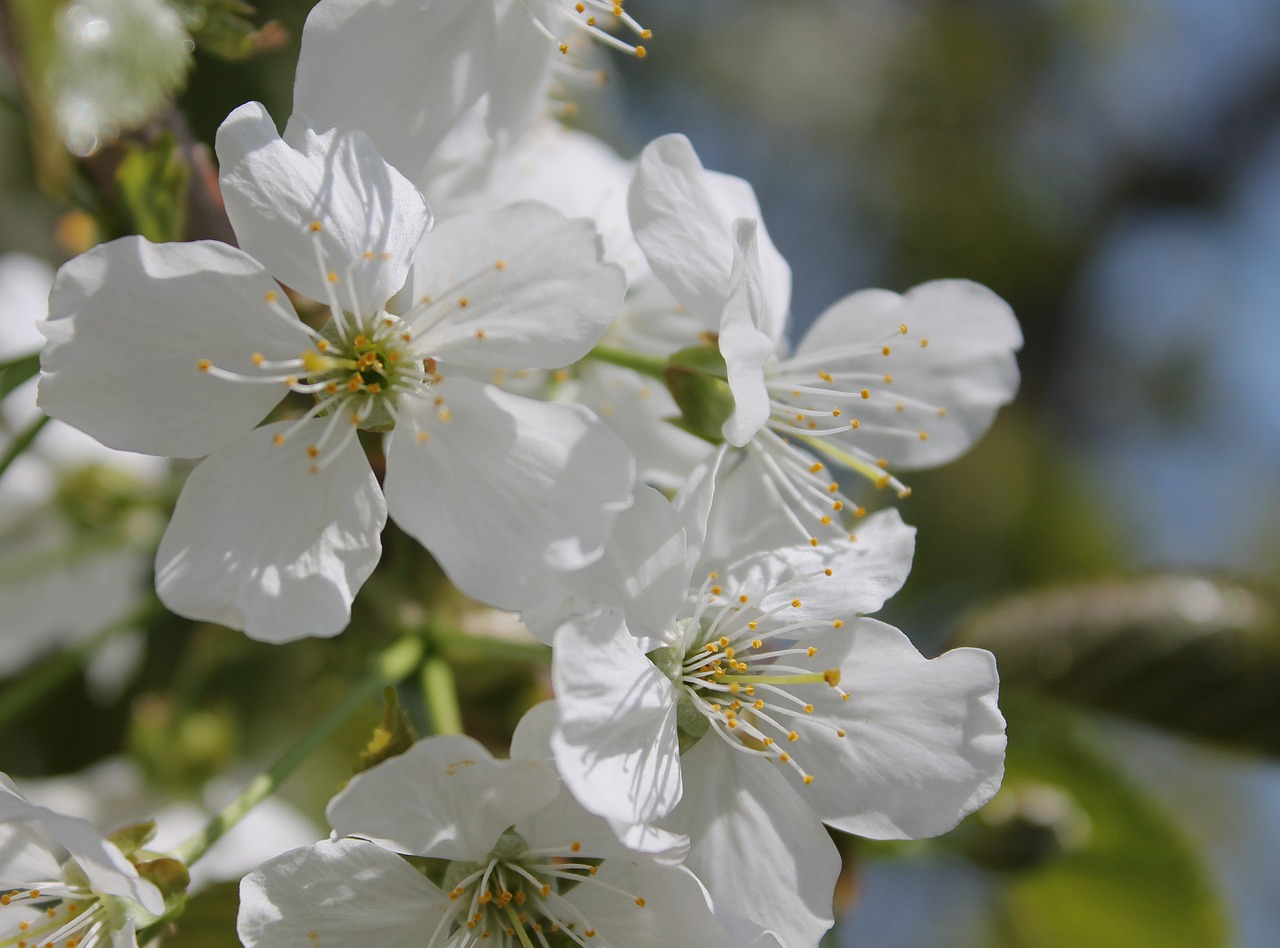 cherry flowers white bloom free photo