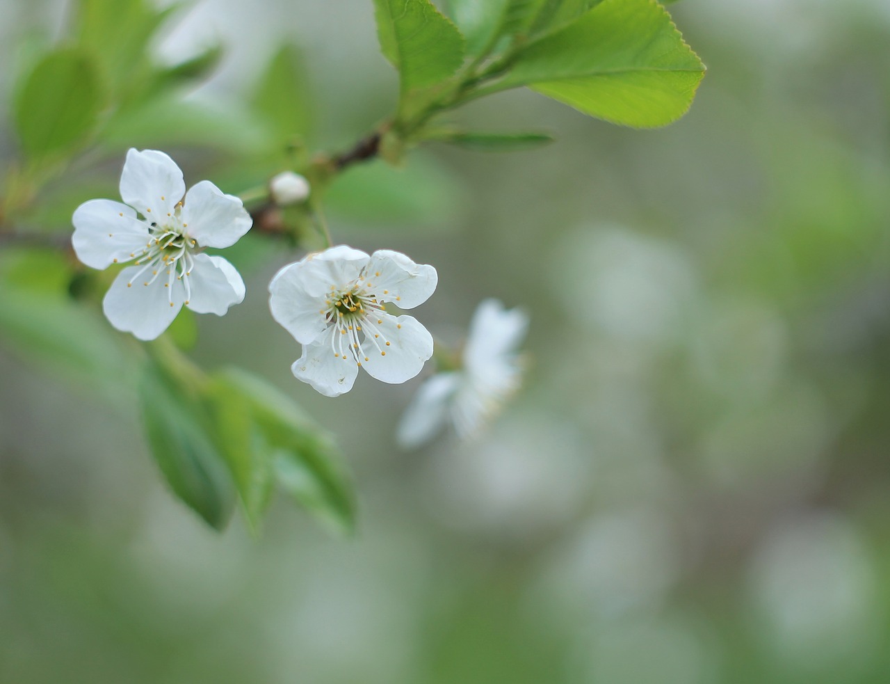 cherry flowers white bloom free photo