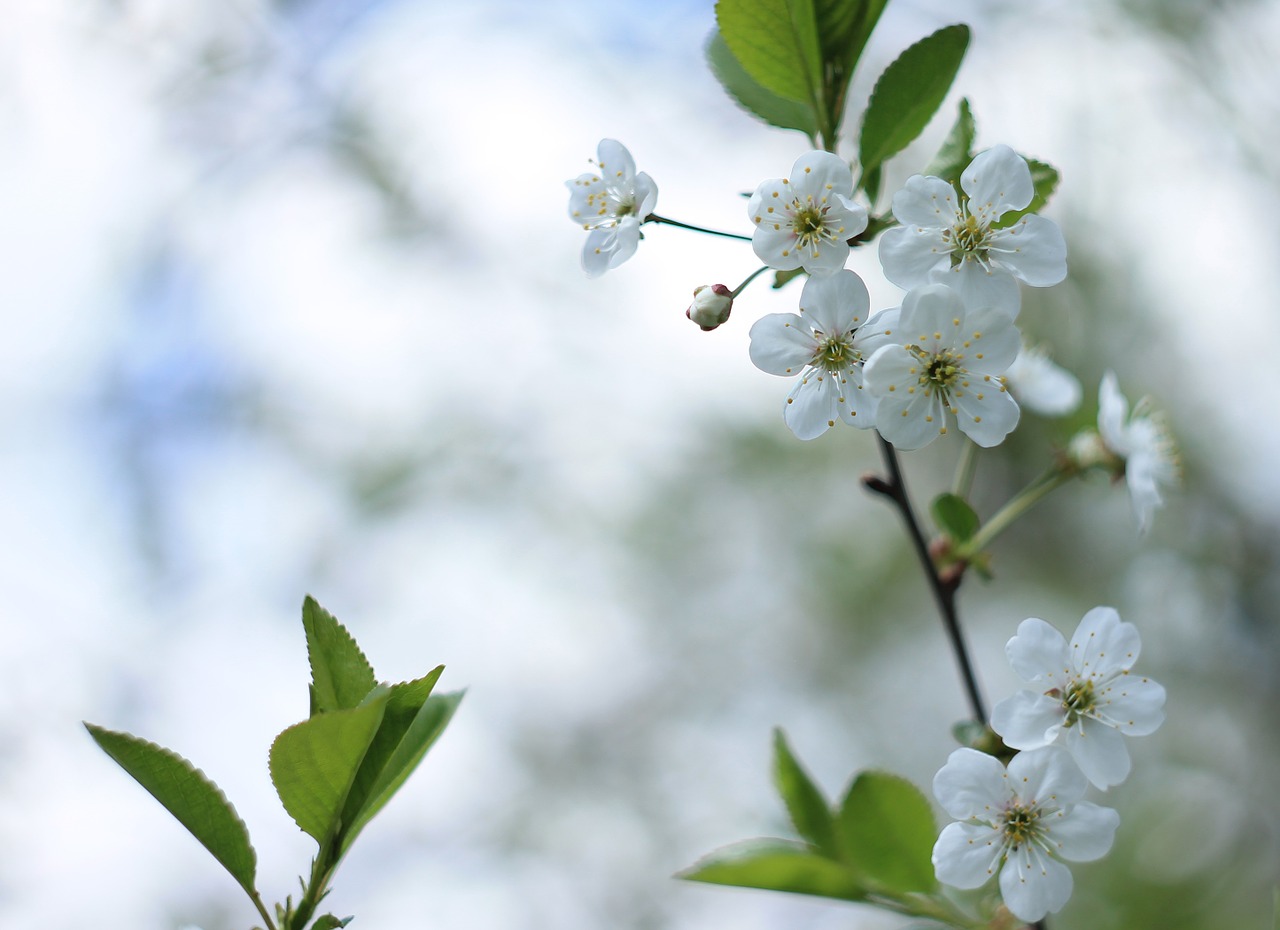 cherry flowers white bloom free photo