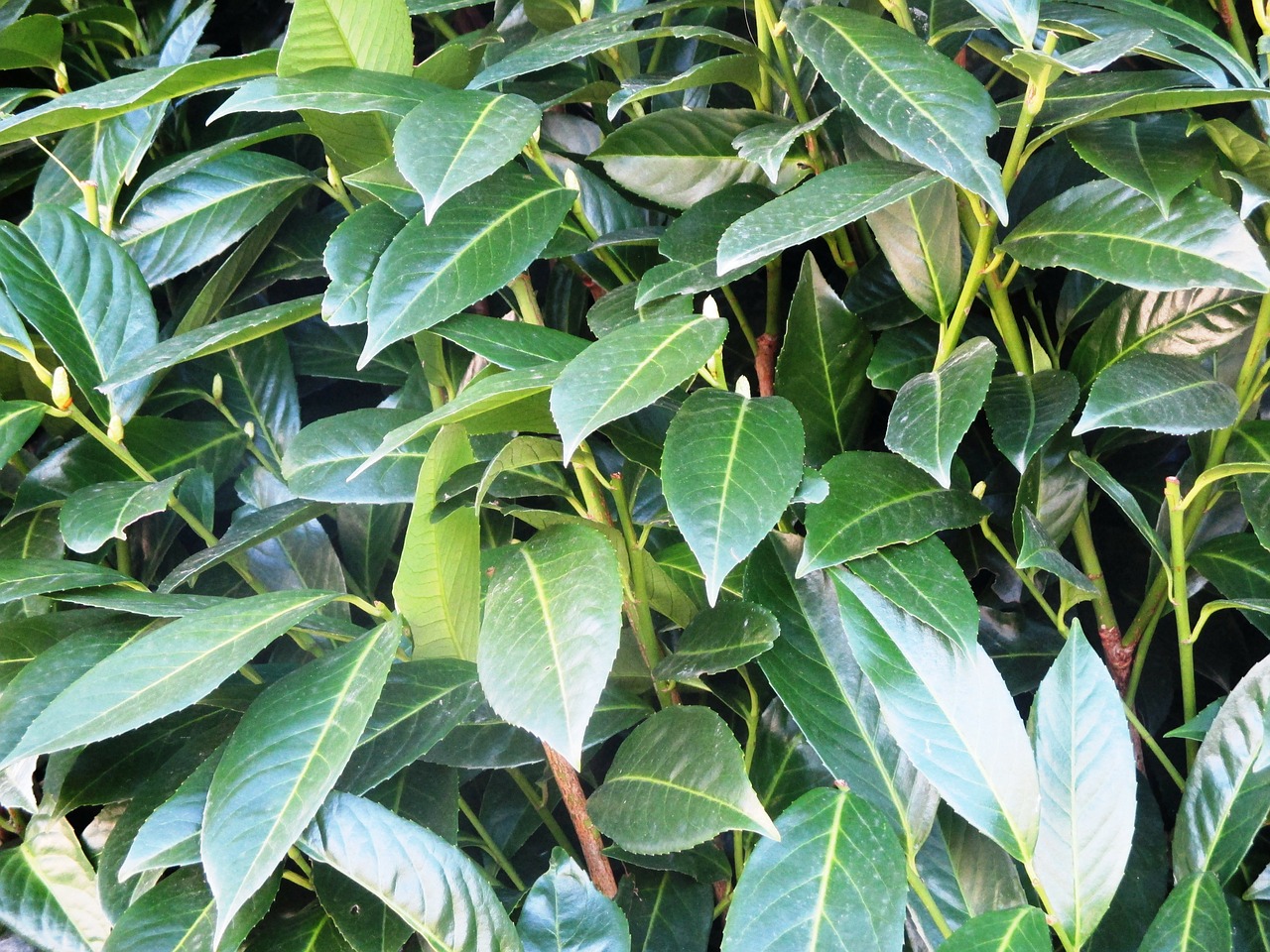 cherry laurel bush plant free photo