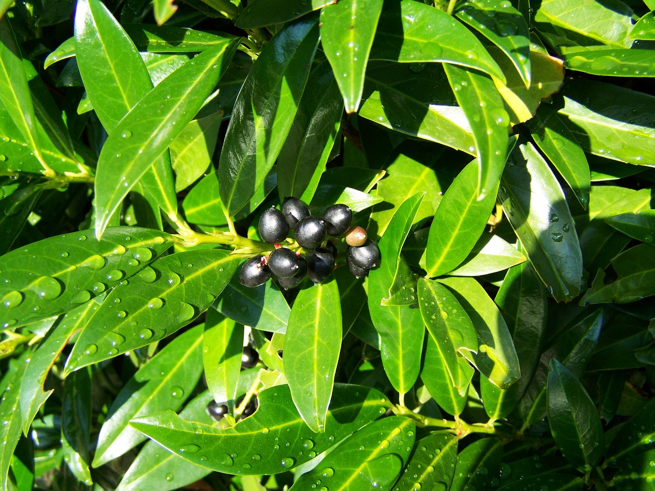 cherry laurel berries black olives nature free photo