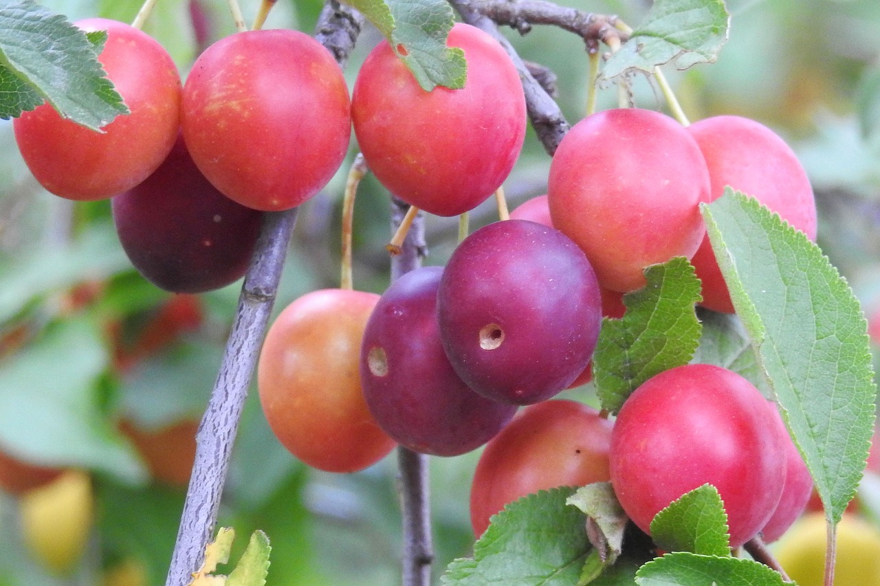 cherry plum yellow plums fruit free photo