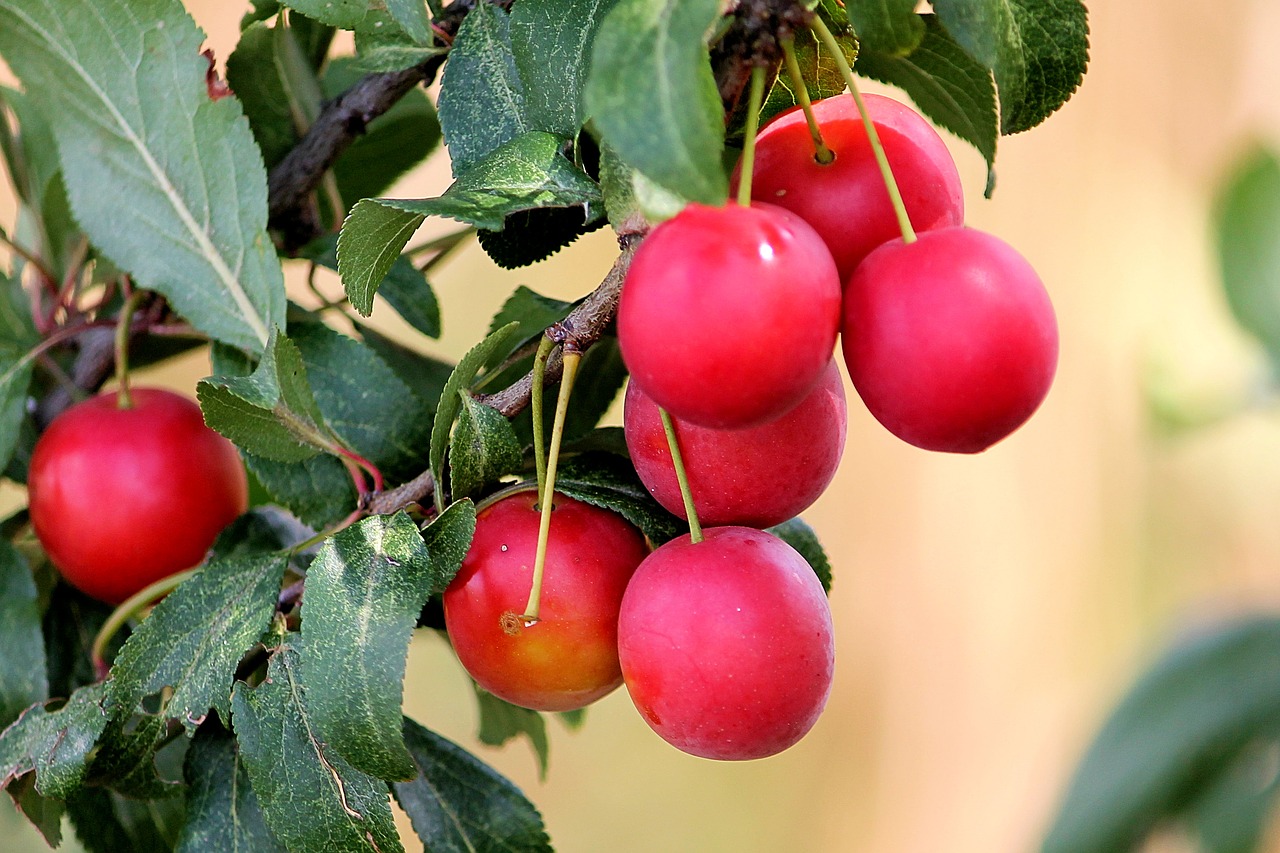 cherry plum red plums free photo