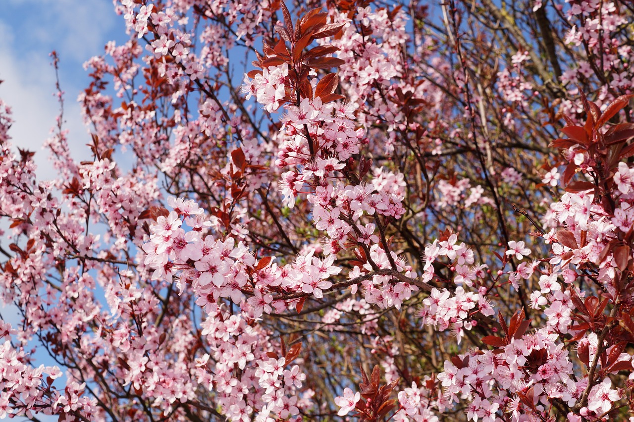 cherry plum cherry blossom prunus cerasifera free photo