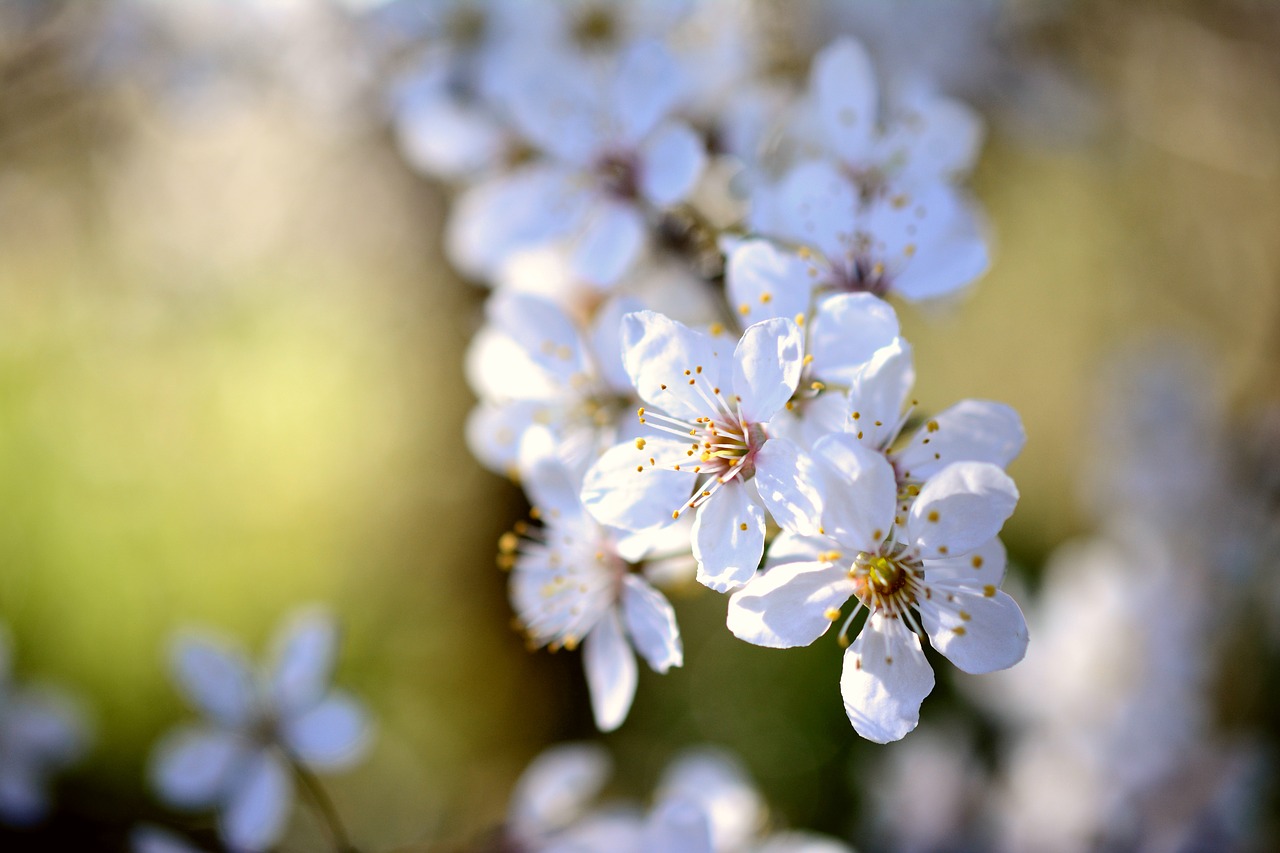 cherry plum  tree blossoms  white flowers free photo