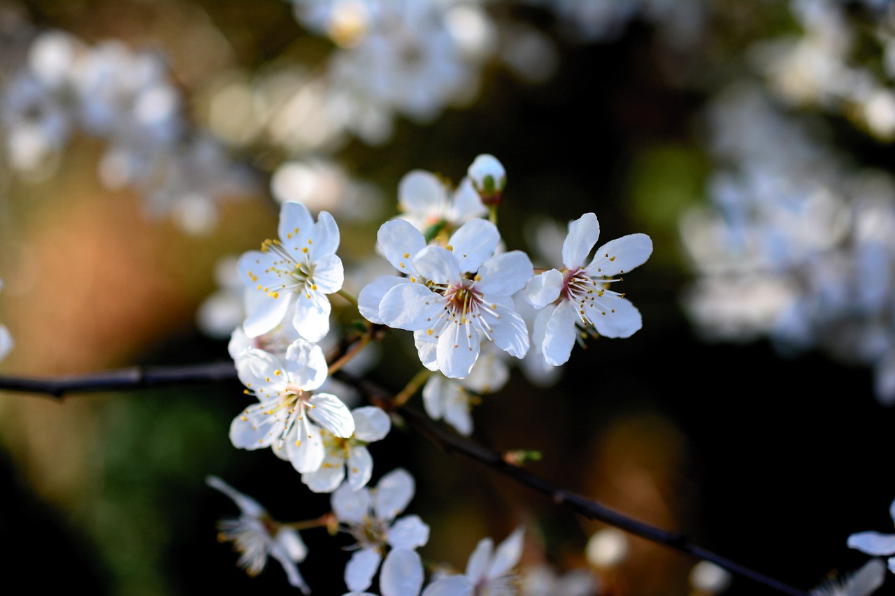 cherry plum  tree blossoms  white flowers free photo