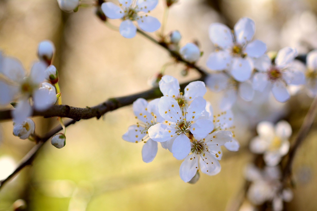 cherry plum  tree blossoms  white flowers free photo