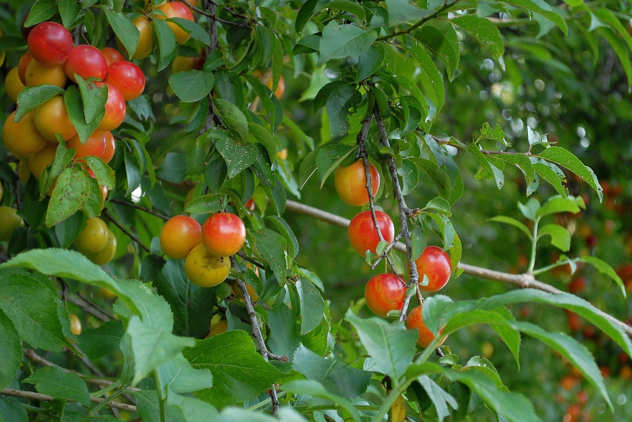 cherry plums  fruits  red free photo