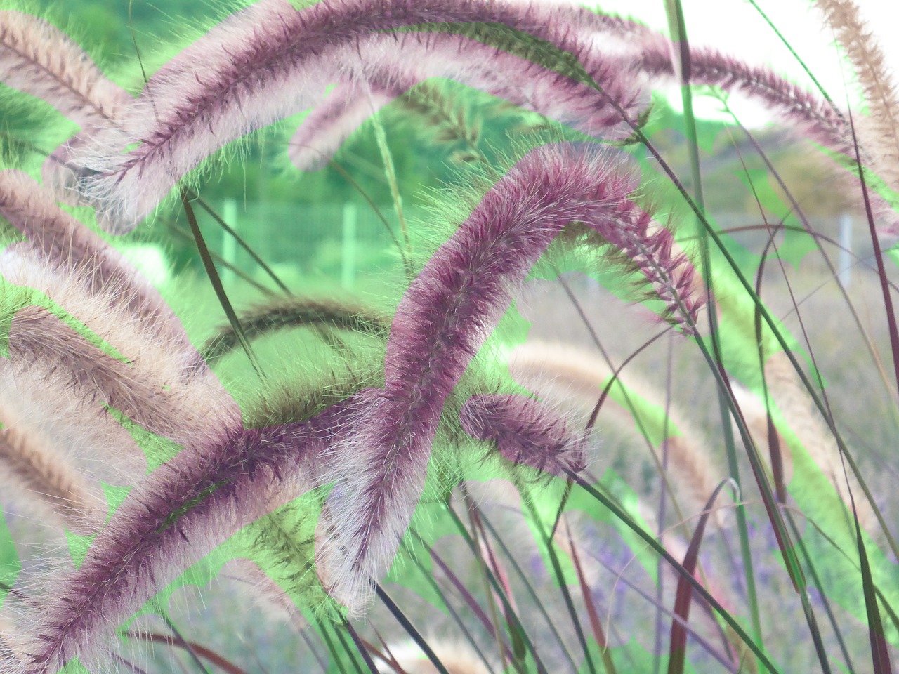 cherry sparkler fountain grass bamboo grassedit this page decorative free photo