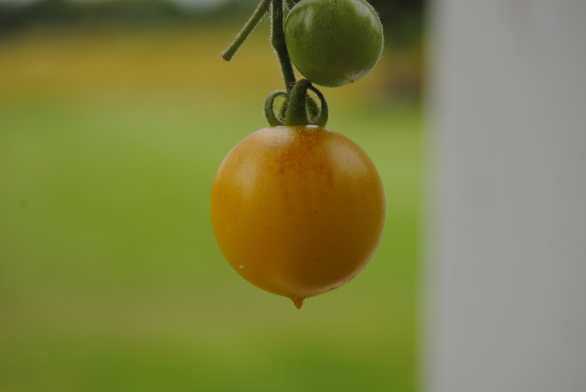 tomato tomatoes vegetal free photo