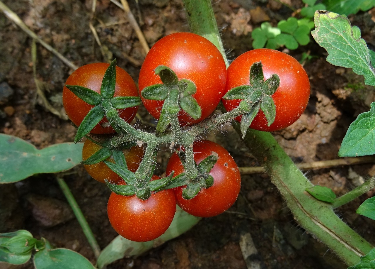 cherry tomato tomato fruit free photo