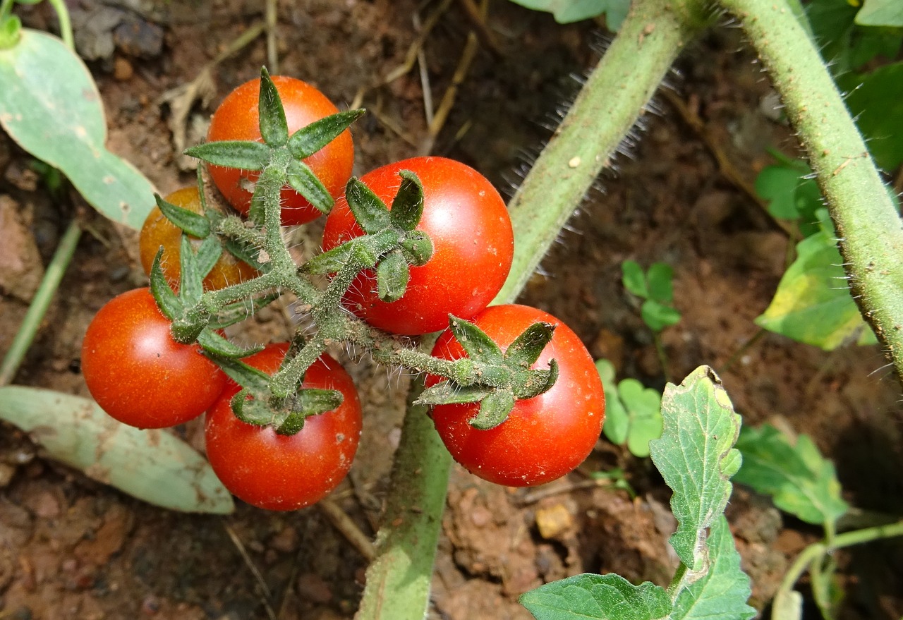 cherry tomato tomato fruit free photo