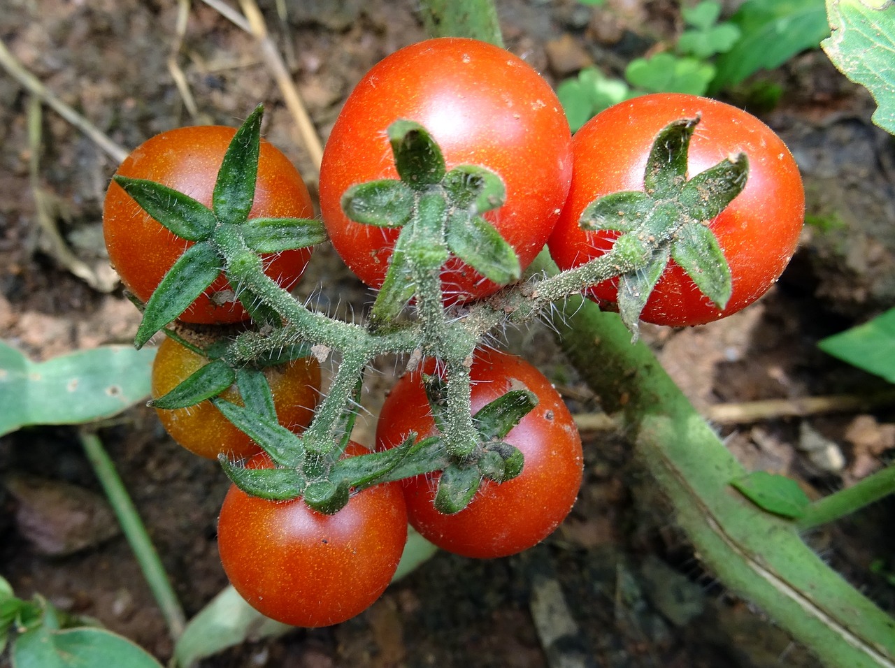 cherry tomato tomato fruit free photo