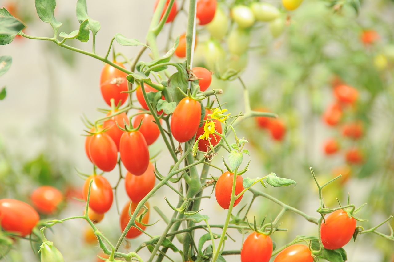 cherry tomato  left  eat free photo