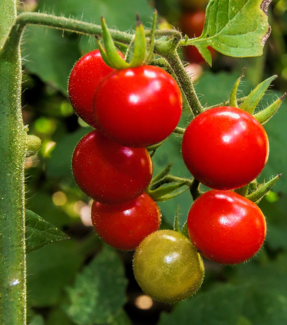 cherry tomato red food free photo