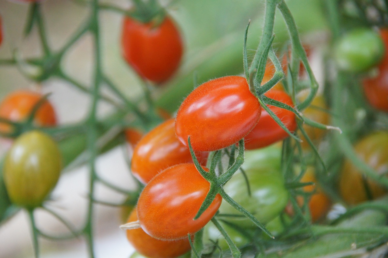 cherry tomatoes greenhouse vegetables free photo