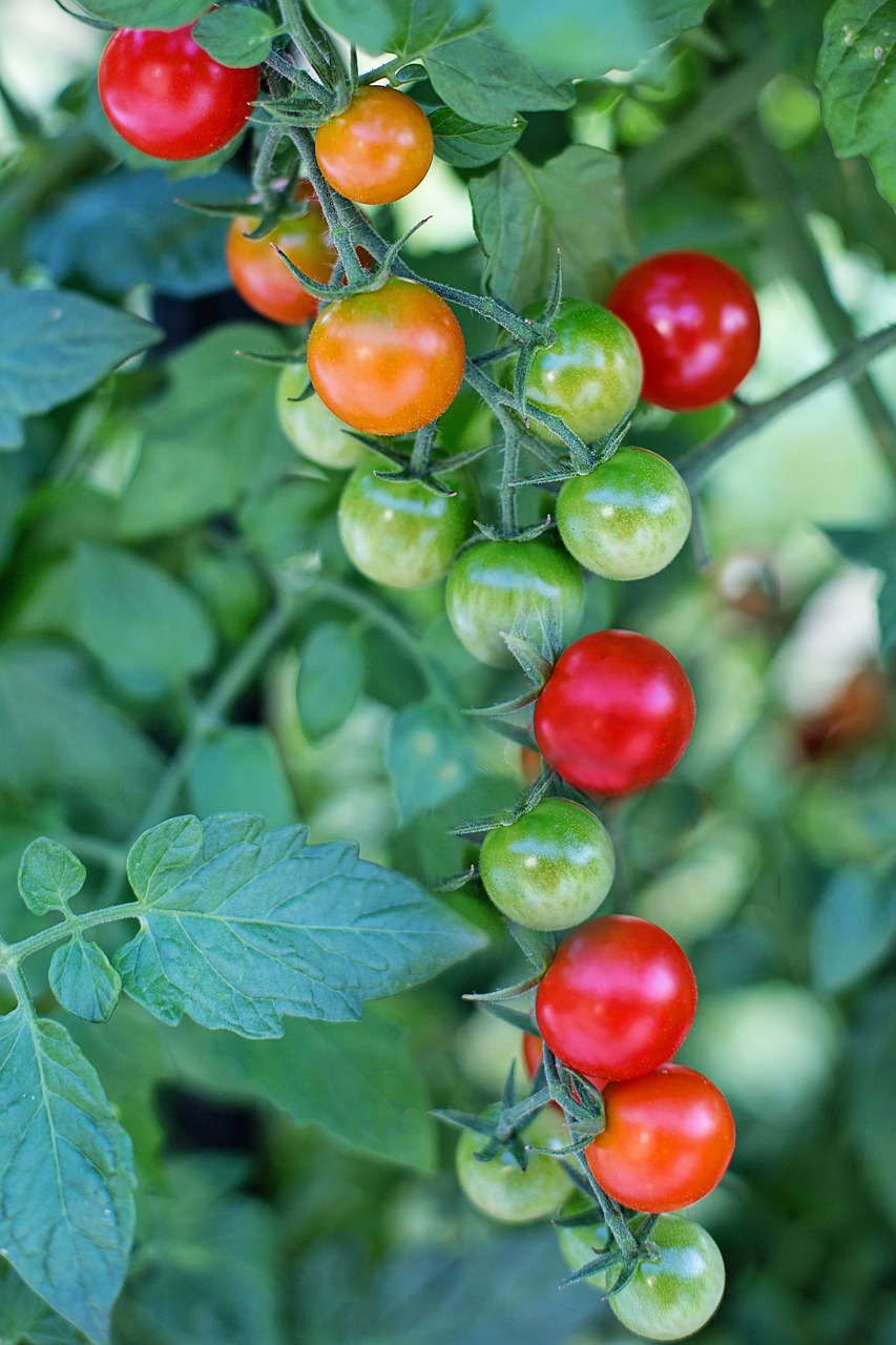 cherry tomatoes tomatoes ripe free photo